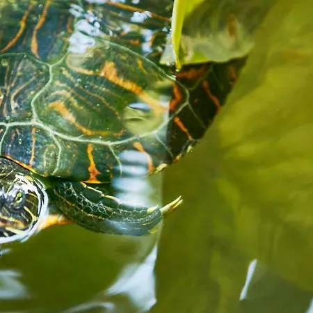 保拉别墅酒店 酒店